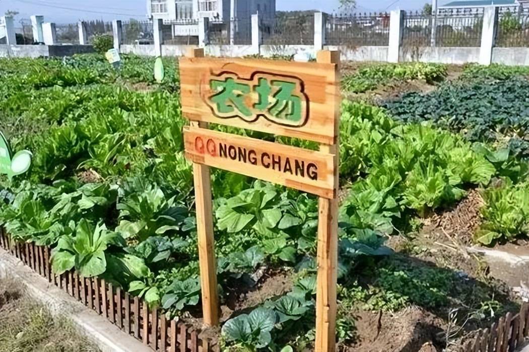 学校文化建设